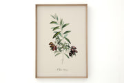OLIVE PICHOLINE Rahmen