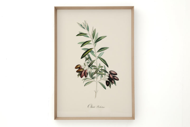 OLIVE PICHOLINE Rahmen