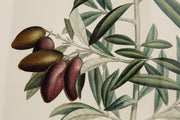 OLIVE PICHOLINE Rahmen