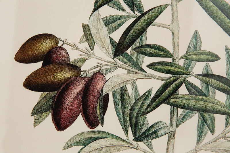 OLIVE PICHOLINE Rahmen