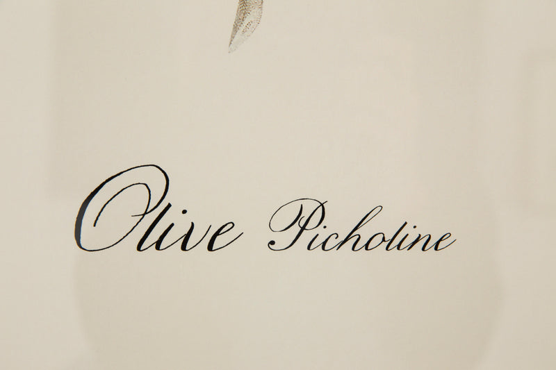 OLIVE PICHOLINE Rahmen