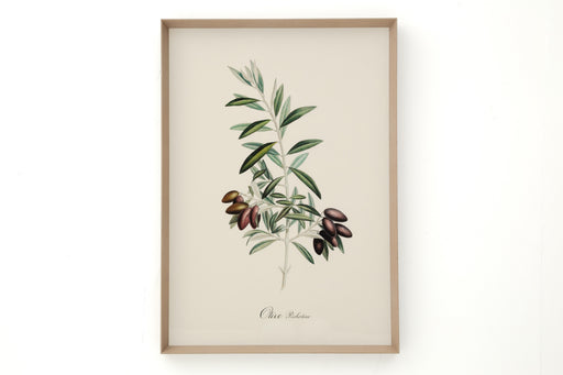 OLIVE PICHOLINE Rahmen