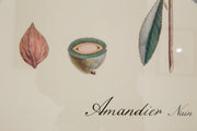 AMANDIER Rahmen