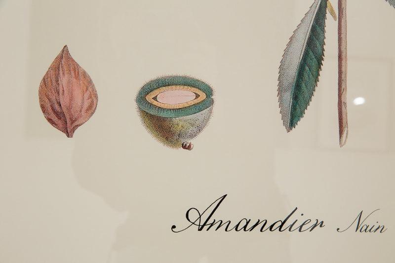 AMANDIER Rahmen
