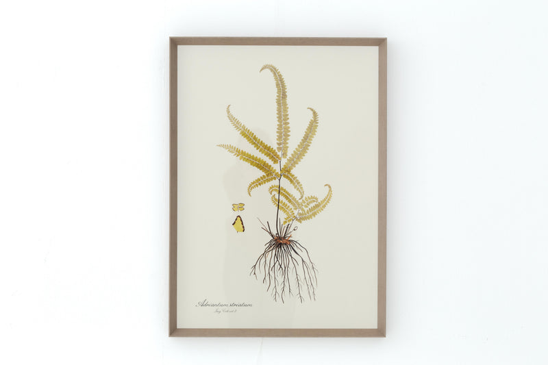 ADRIANTUM STRIATUM Rahmen