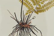 ADRIANTUM STRIATUM Rahmen