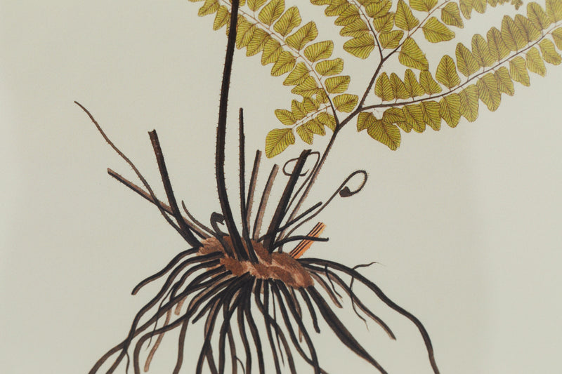 ADRIANTUM STRIATUM Rahmen