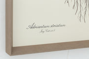 ADRIANTUM STRIATUM Rahmen