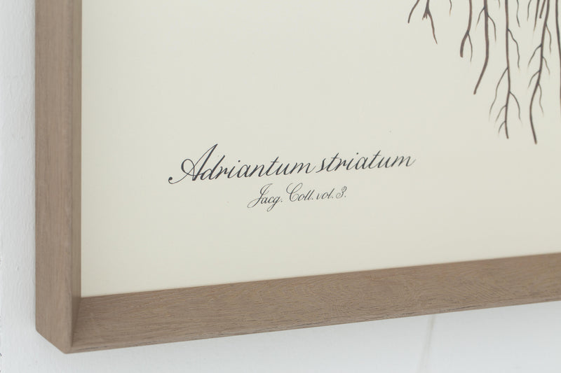 ADRIANTUM STRIATUM Rahmen