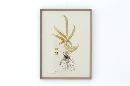 ADRIANTUM STRIATUM Rahmen