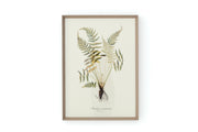 BLECHNUM OCCIDENTALE Rahmen