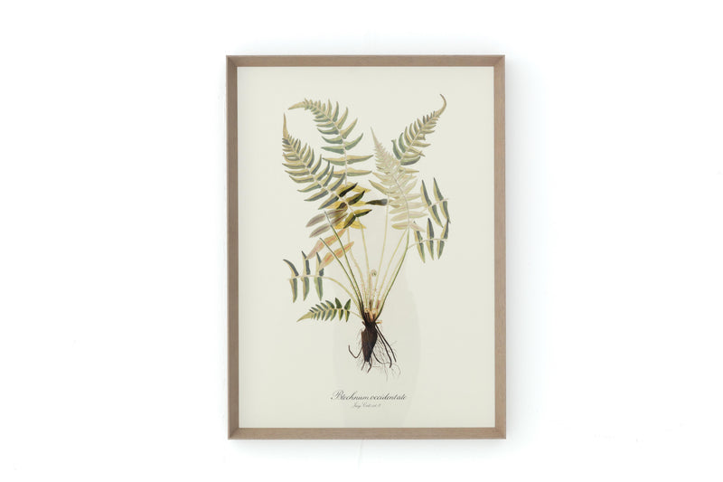 BLECHNUM OCCIDENTALE Rahmen