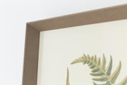 BLECHNUM OCCIDENTALE Rahmen