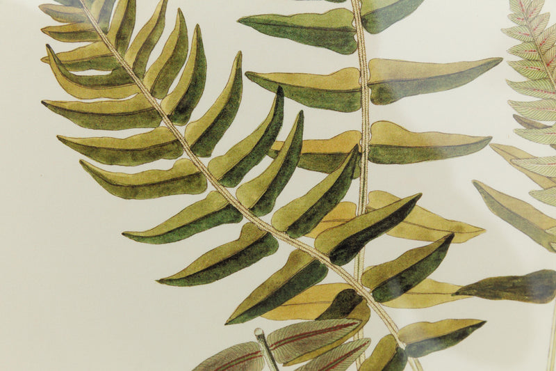 BLECHNUM OCCIDENTALE Rahmen