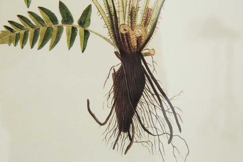 BLECHNUM OCCIDENTALE Rahmen