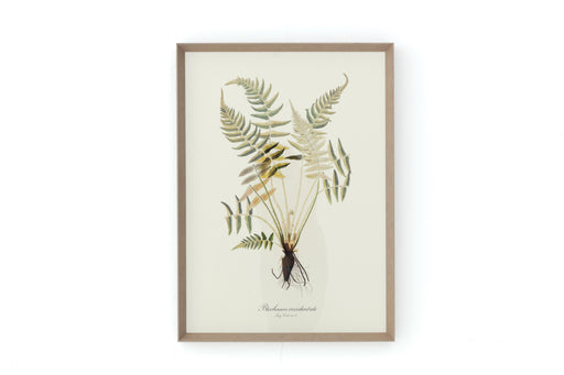 BLECHNUM OCCIDENTALE Rahmen