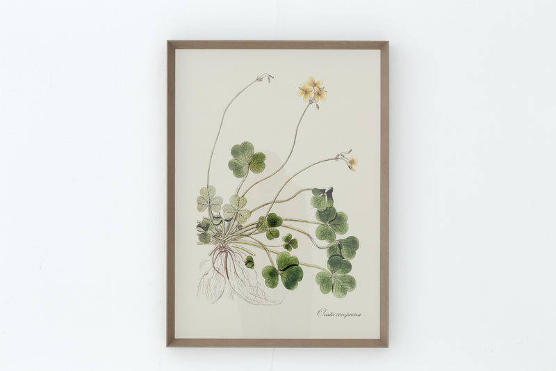 OXALIS COMPRESSA Rahmen