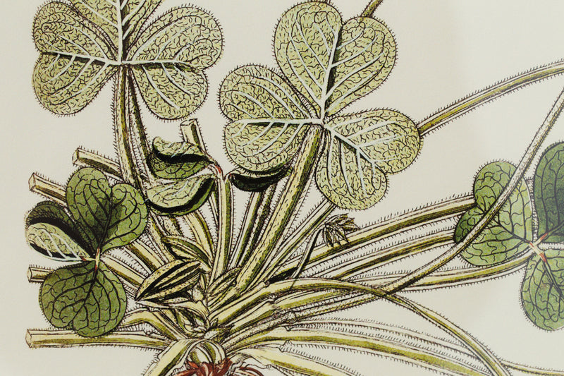 OXALIS COMPRESSA Rahmen
