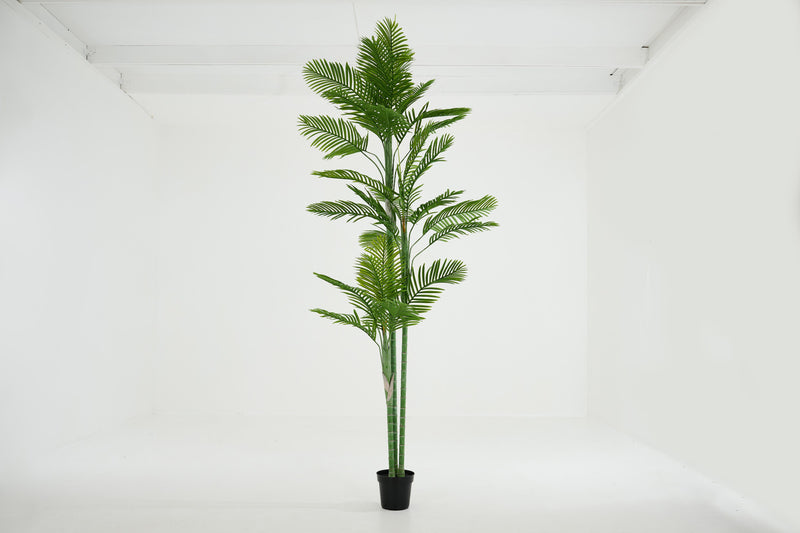 ARECA PALM Pflanze