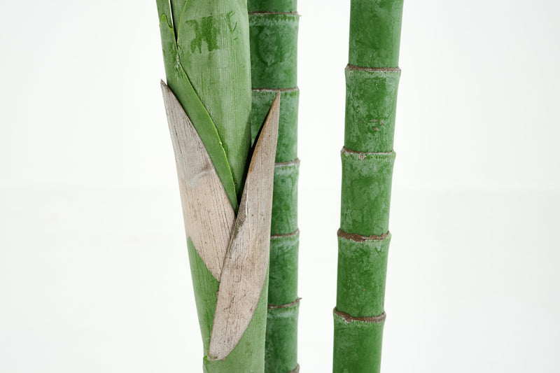 ARECA PALM Pflanze