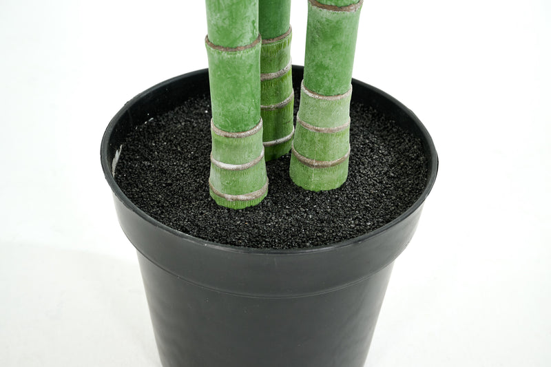 ARECA PALM Pflanze