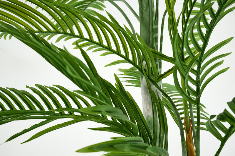 ARECA PALM Pflanze