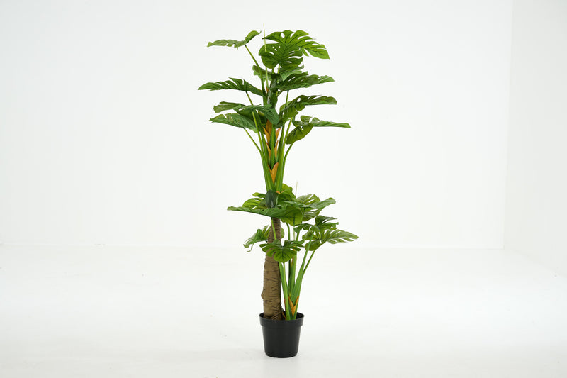 MONSTERA PLANT Pflanze