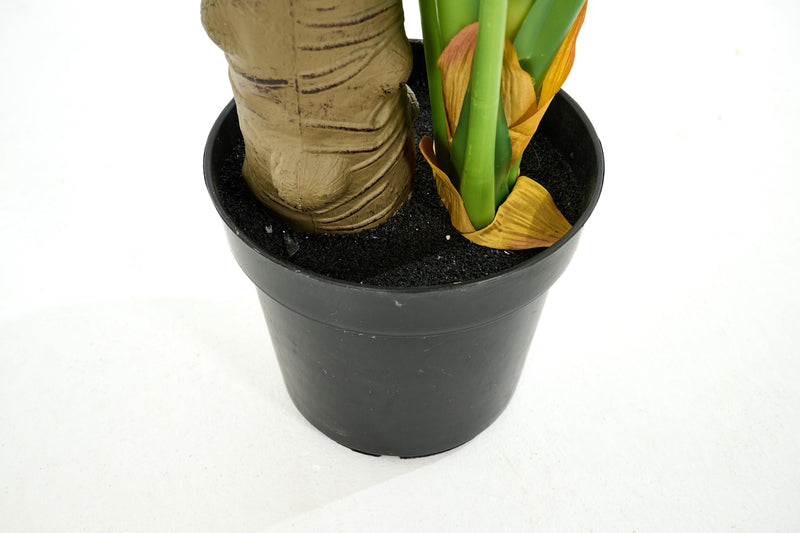 MONSTERA PLANT Pflanze