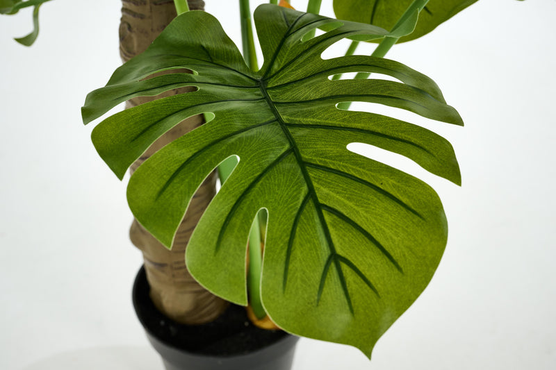 MONSTERA PLANT Pflanze