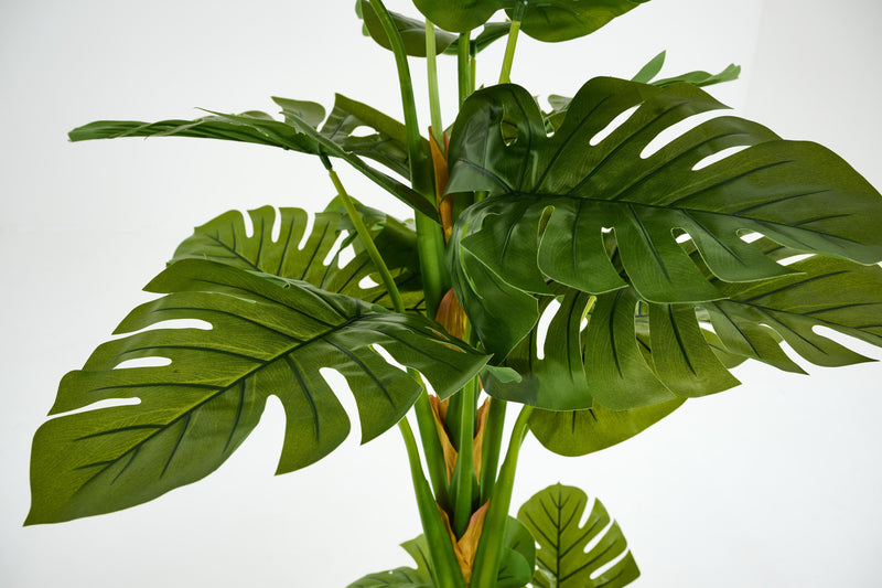 MONSTERA PLANT Pflanze